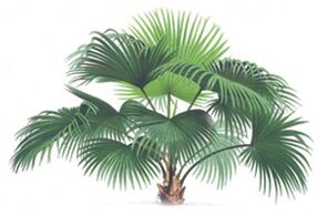 Serenoa serrulata Palmfruchtextrakt in Wow Bust